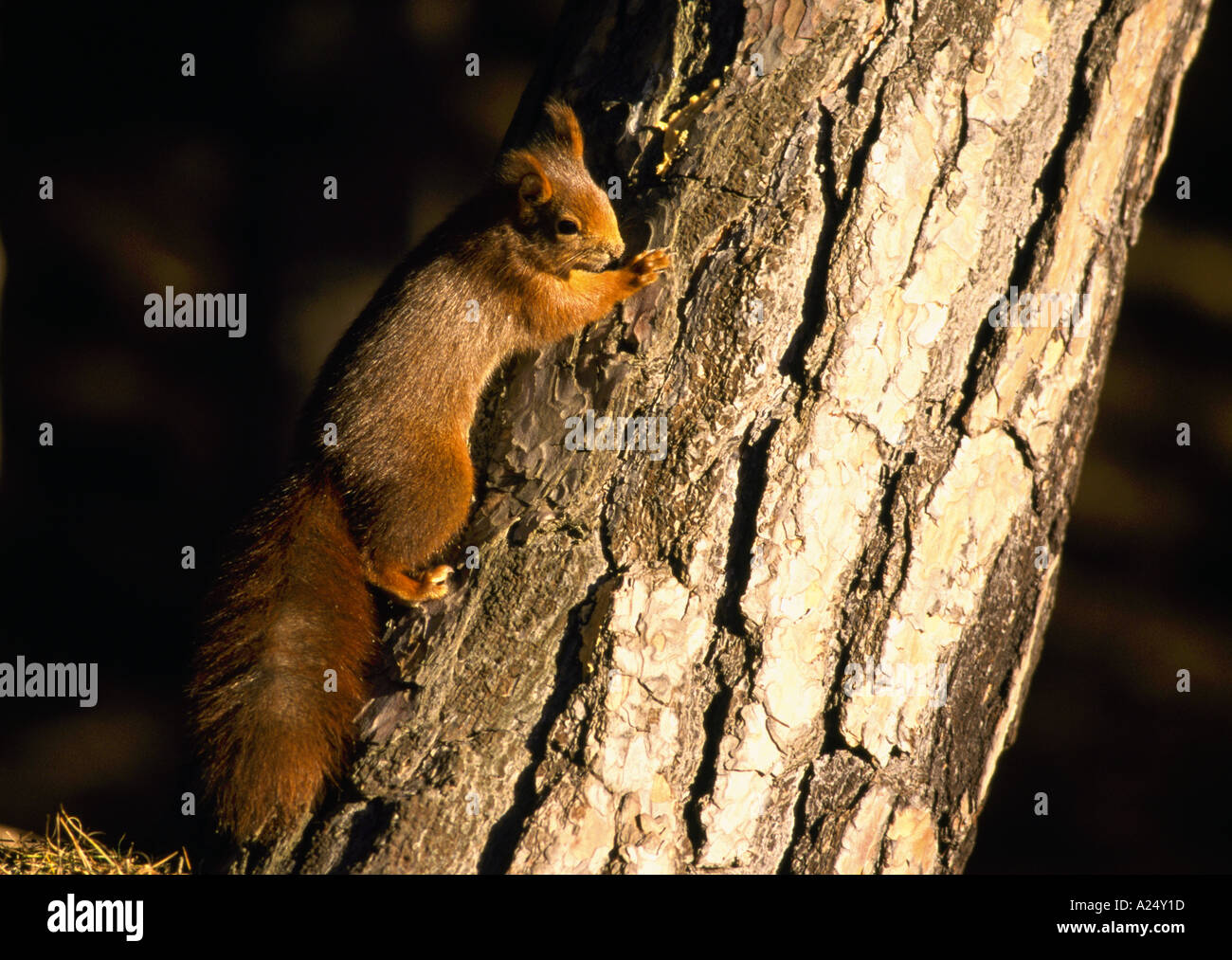 Eichhörnchen auf Baumstamm korsische Kiefer Stockfoto