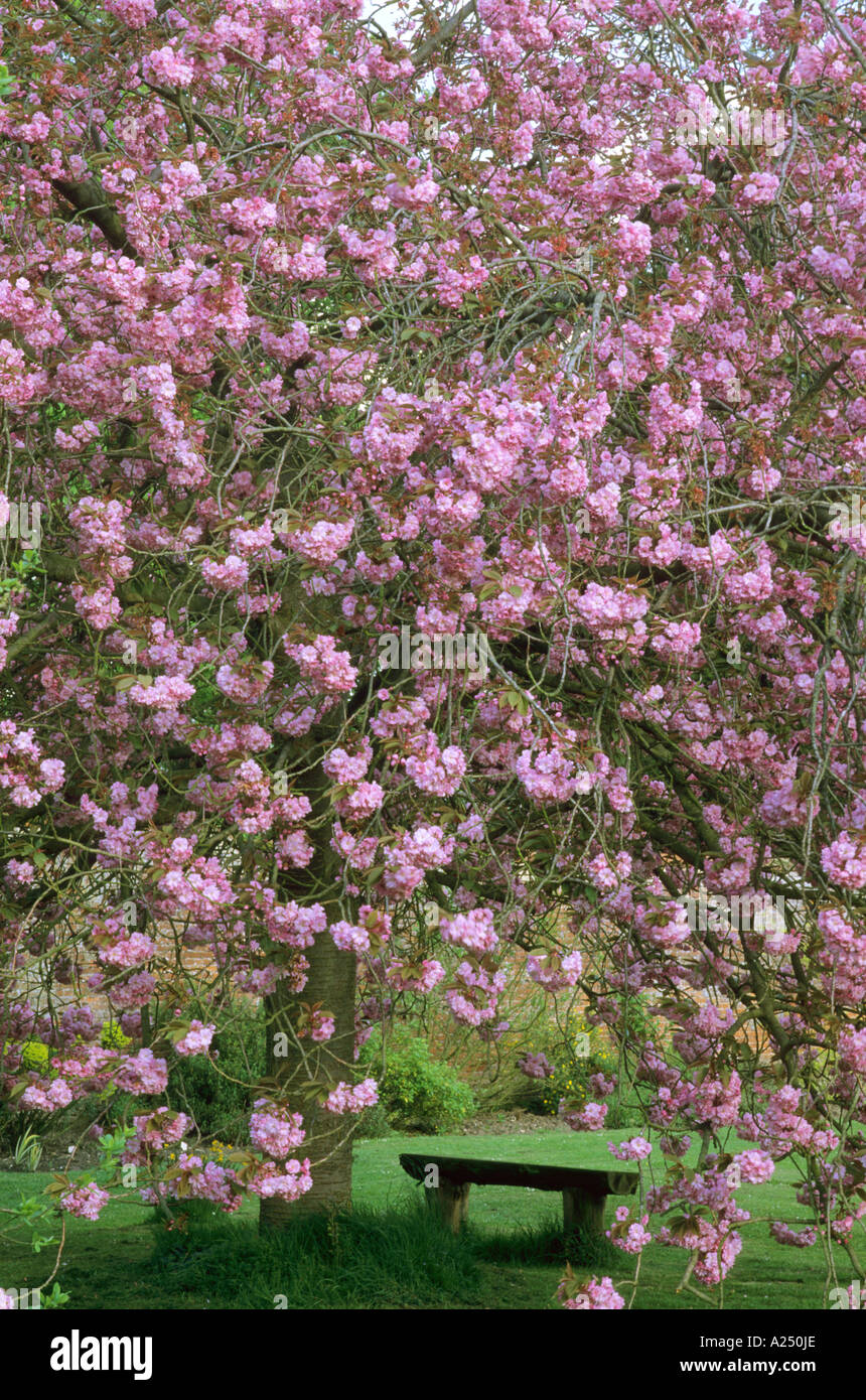 Prunus 'Kanzan', Gartenbank Stockfoto
