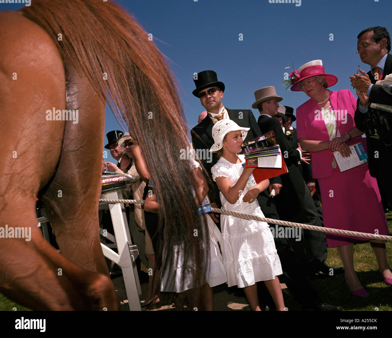 Massen in der Mitglieder-Gehäuse zu sammeln, um eine richtige Pferd bei den Ascot-Rennen vorbeiziehen zu sehen Stockfoto