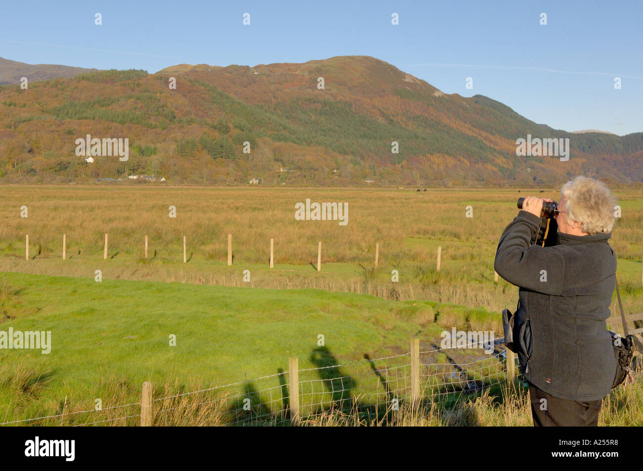 Frau Vogelbeobachtung Mawddach Trail Ortszentrum Nord West-Wales Stockfoto