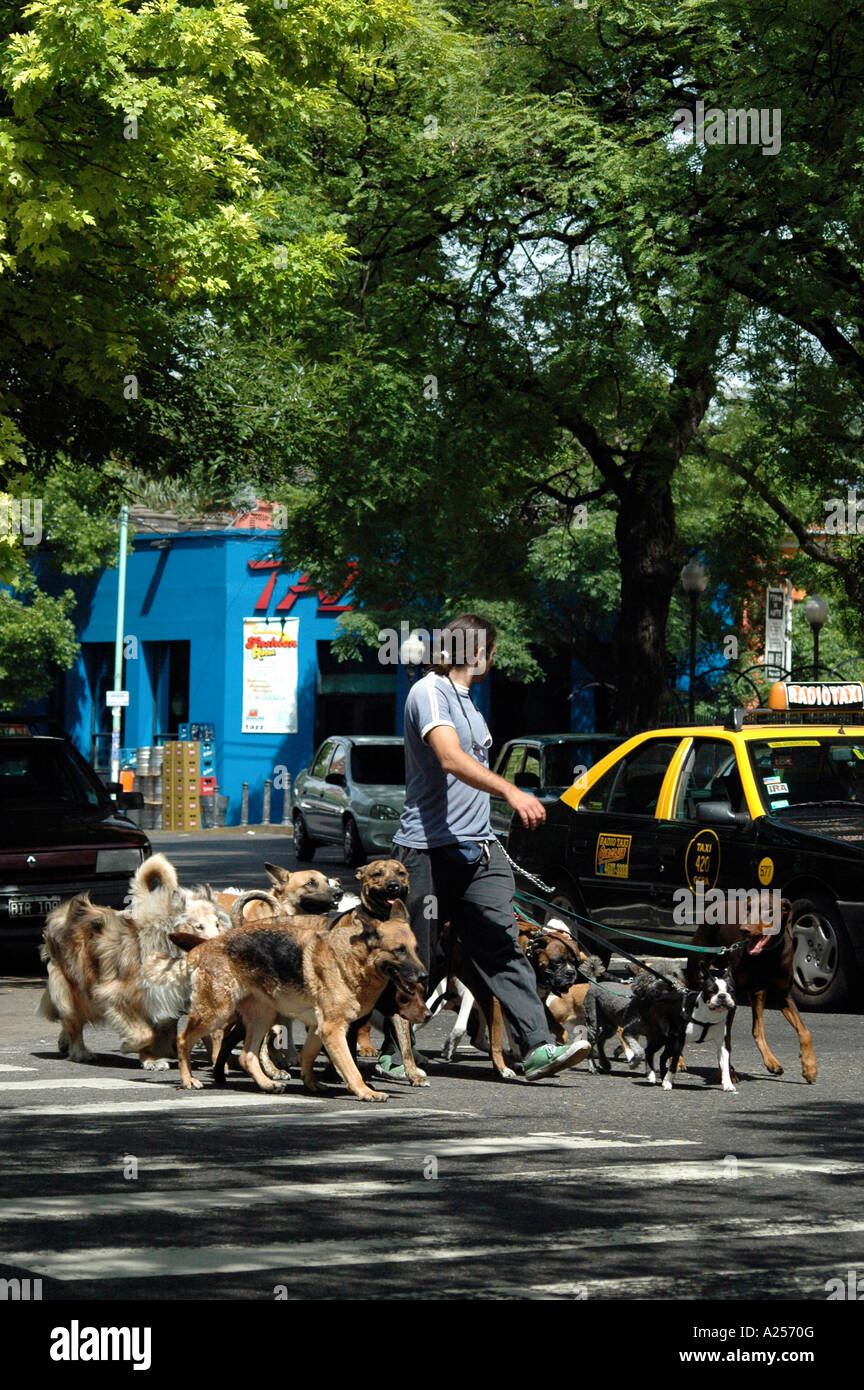 Professionellen Dogwalker in Palermo Buenos Aires Argentinien Stockfoto