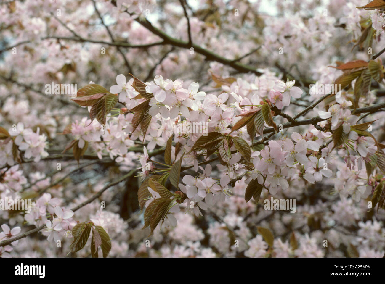 Prunus sargentii Stockfoto