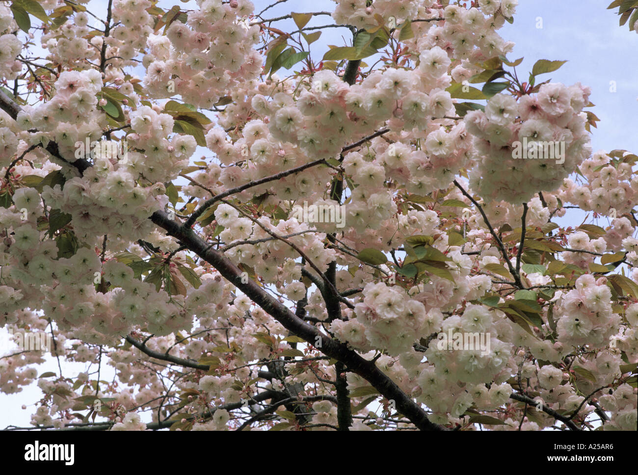 Prunus shirofugen Stockfoto