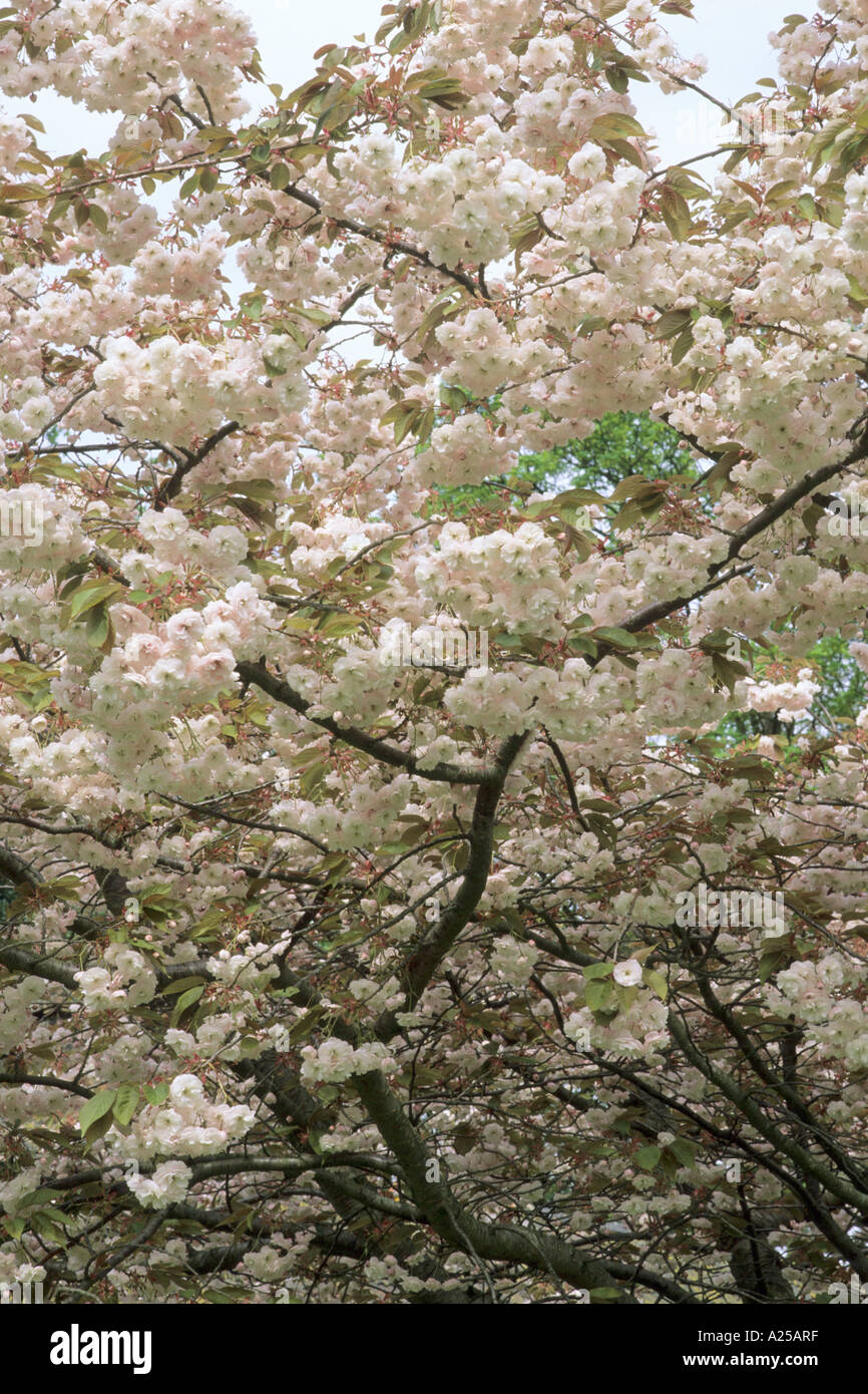 Prunus shirofugen Stockfoto