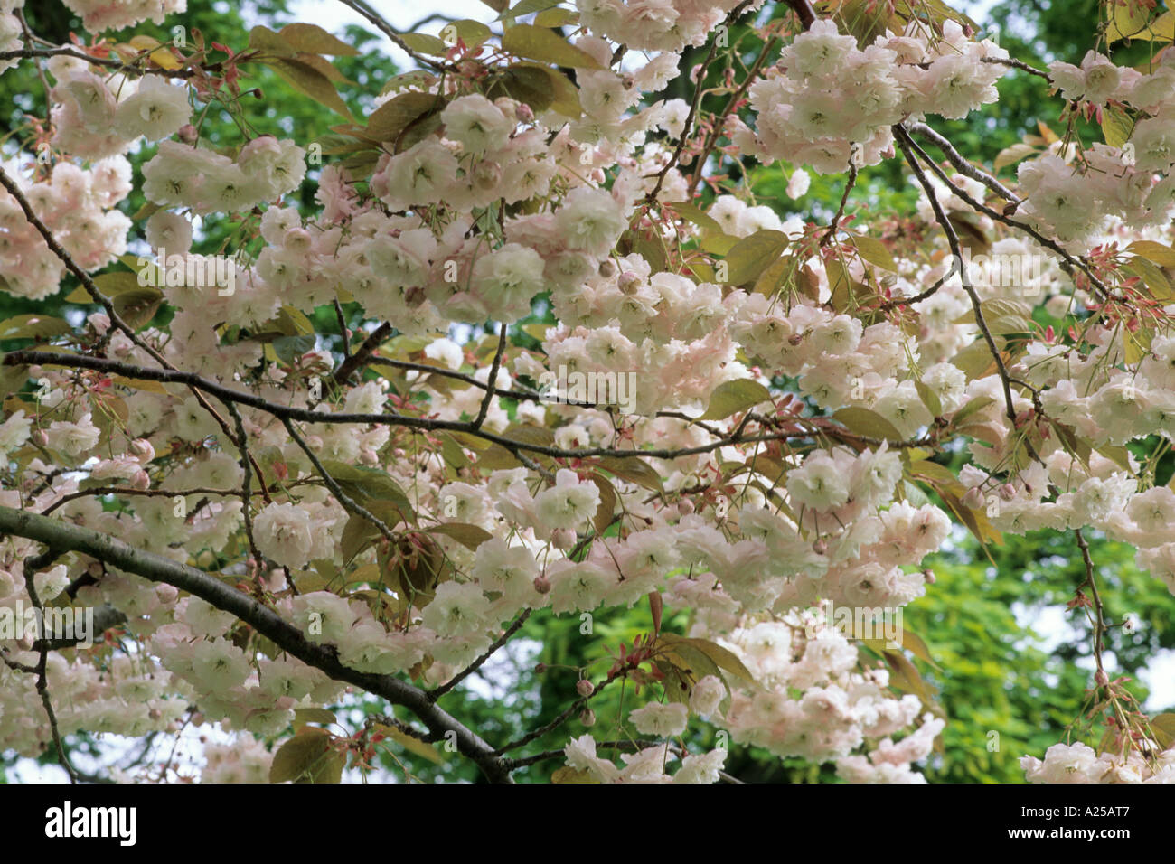 Prunus shirofugen Stockfoto