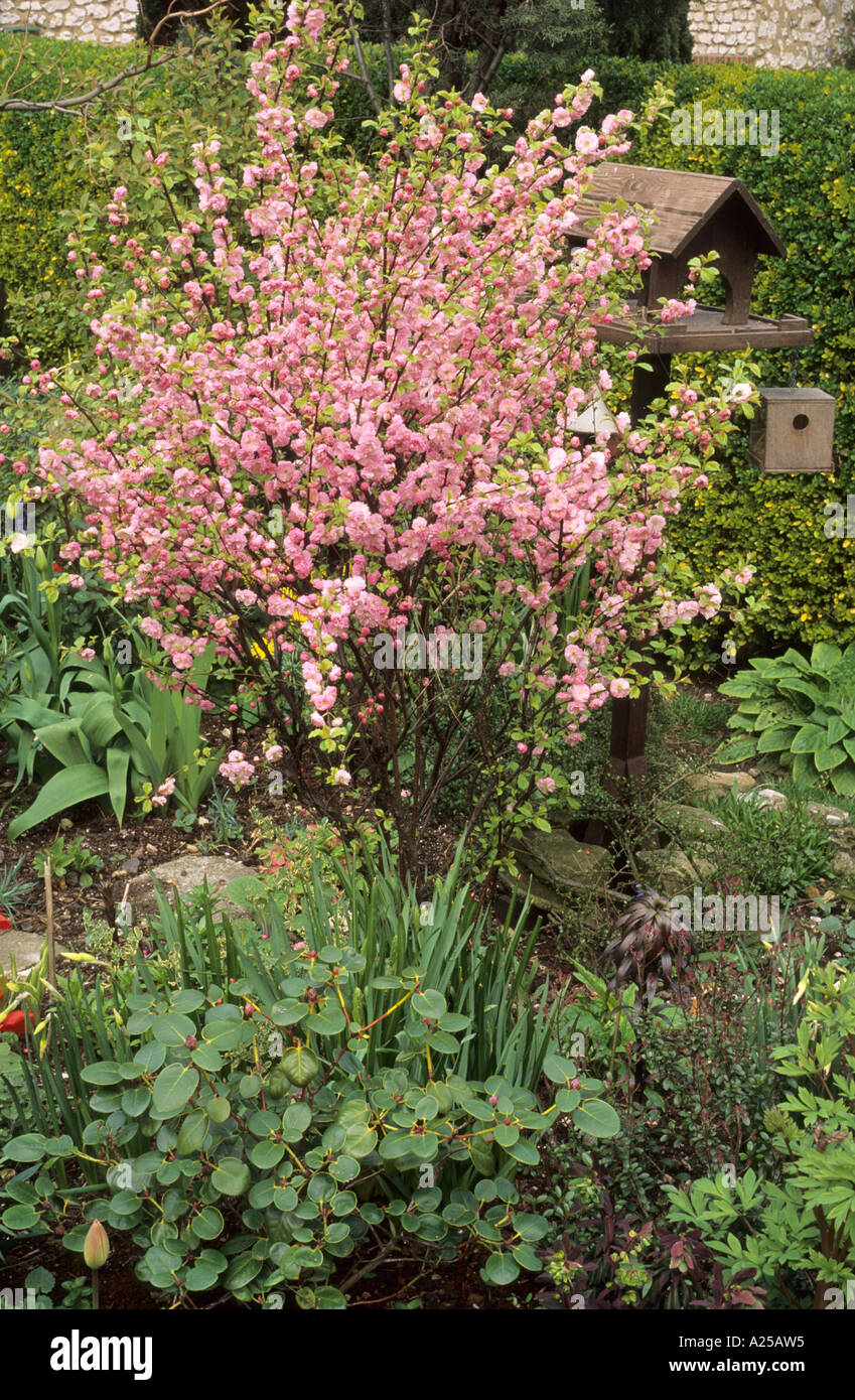 Prunus Triloba mit Futtertisch Stockfoto