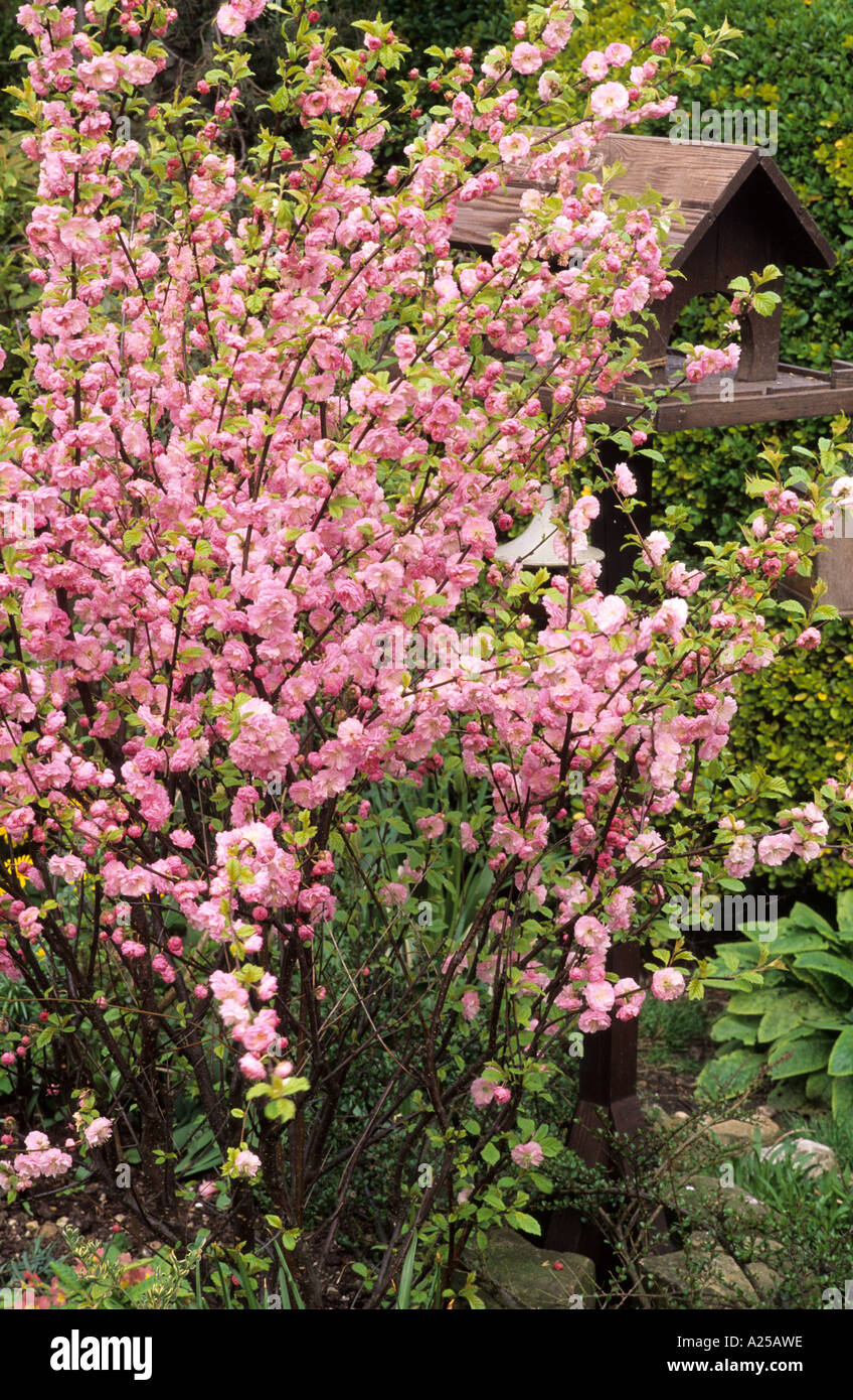 Prunus Triloba mit Futtertisch Stockfoto