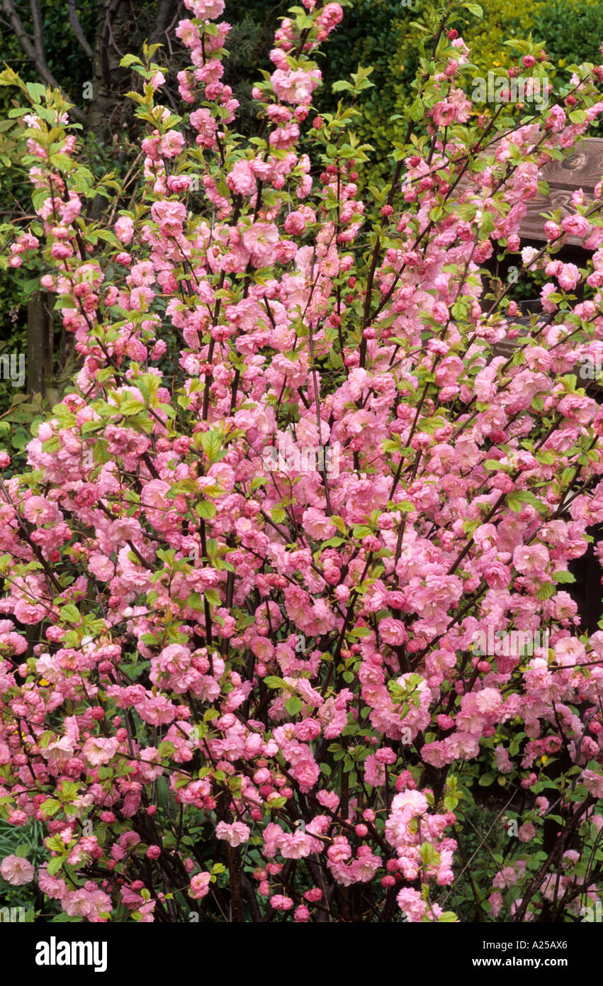 Prunus triloba Stockfoto