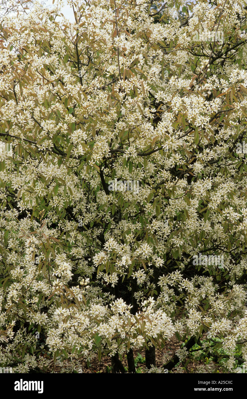 Amelanchier Lamarckii, Spring blossom Stockfoto