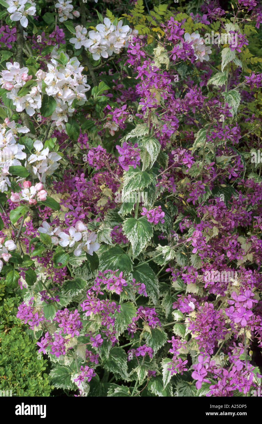 LUNARIA Annua "Variegata" mit Apfelblüte im Hintergrund Stockfoto