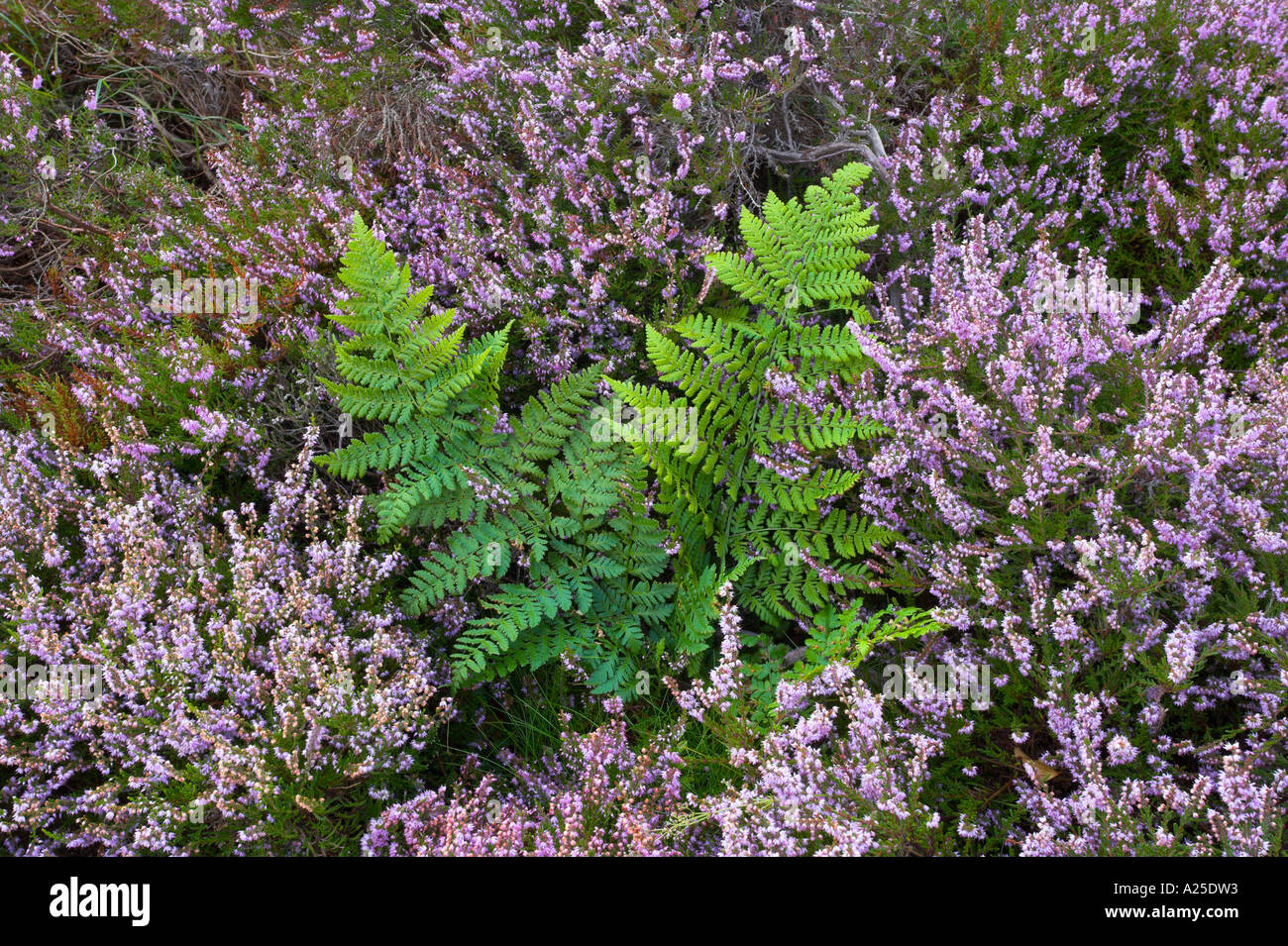 Ling Calluna Vulgaris Heidekraut in Blumenzucht runden ein Farn Lancashire UK Stockfoto