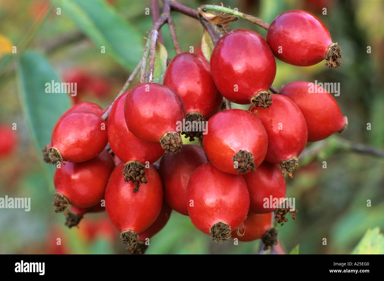 Rosa Glauca, Rosa Rubrifolia, rose, rote Herbst Hüften, Beeren, Früchte