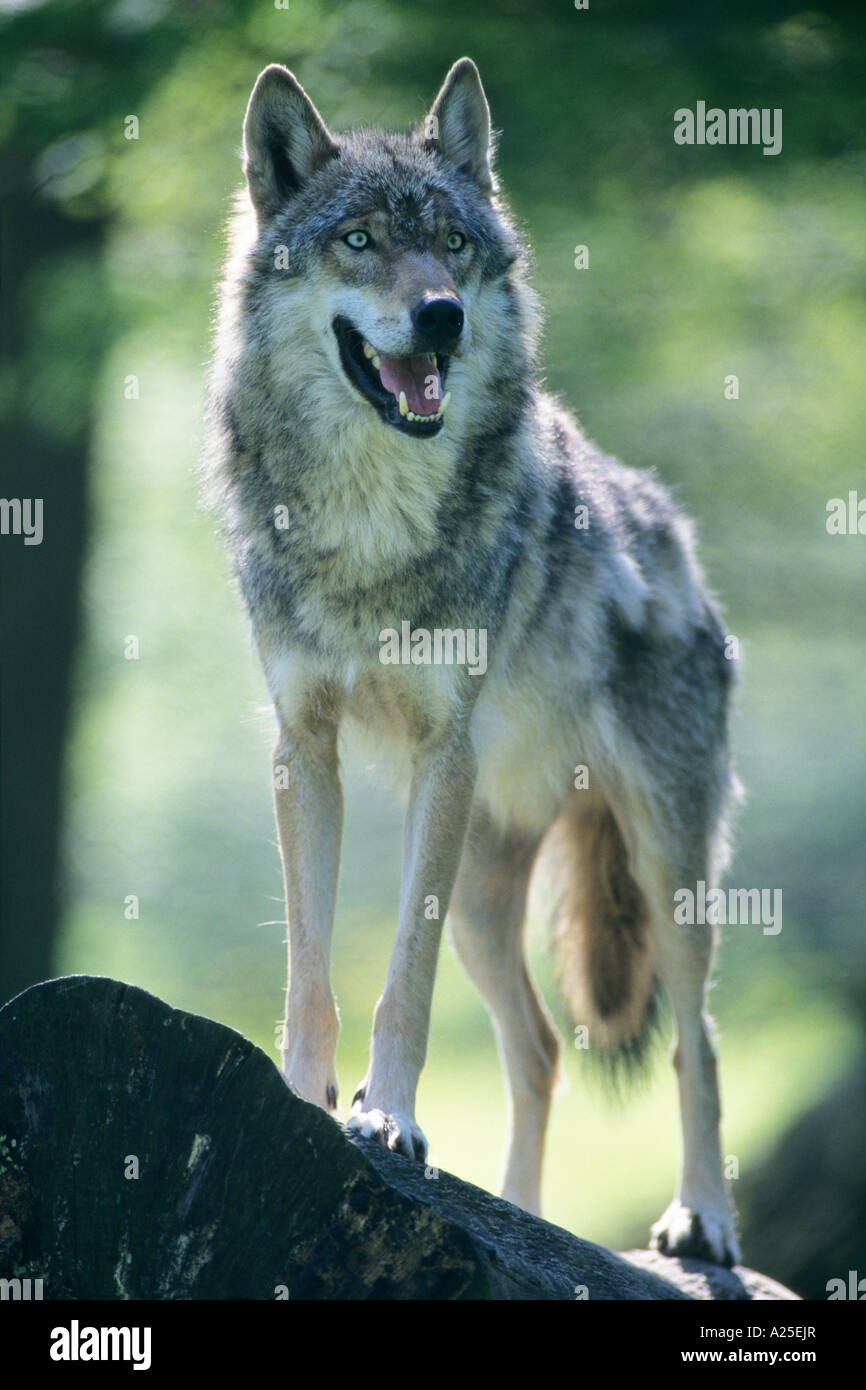 Wolf Canis Lupus, Warnung bei Ausschau post Stockfoto
