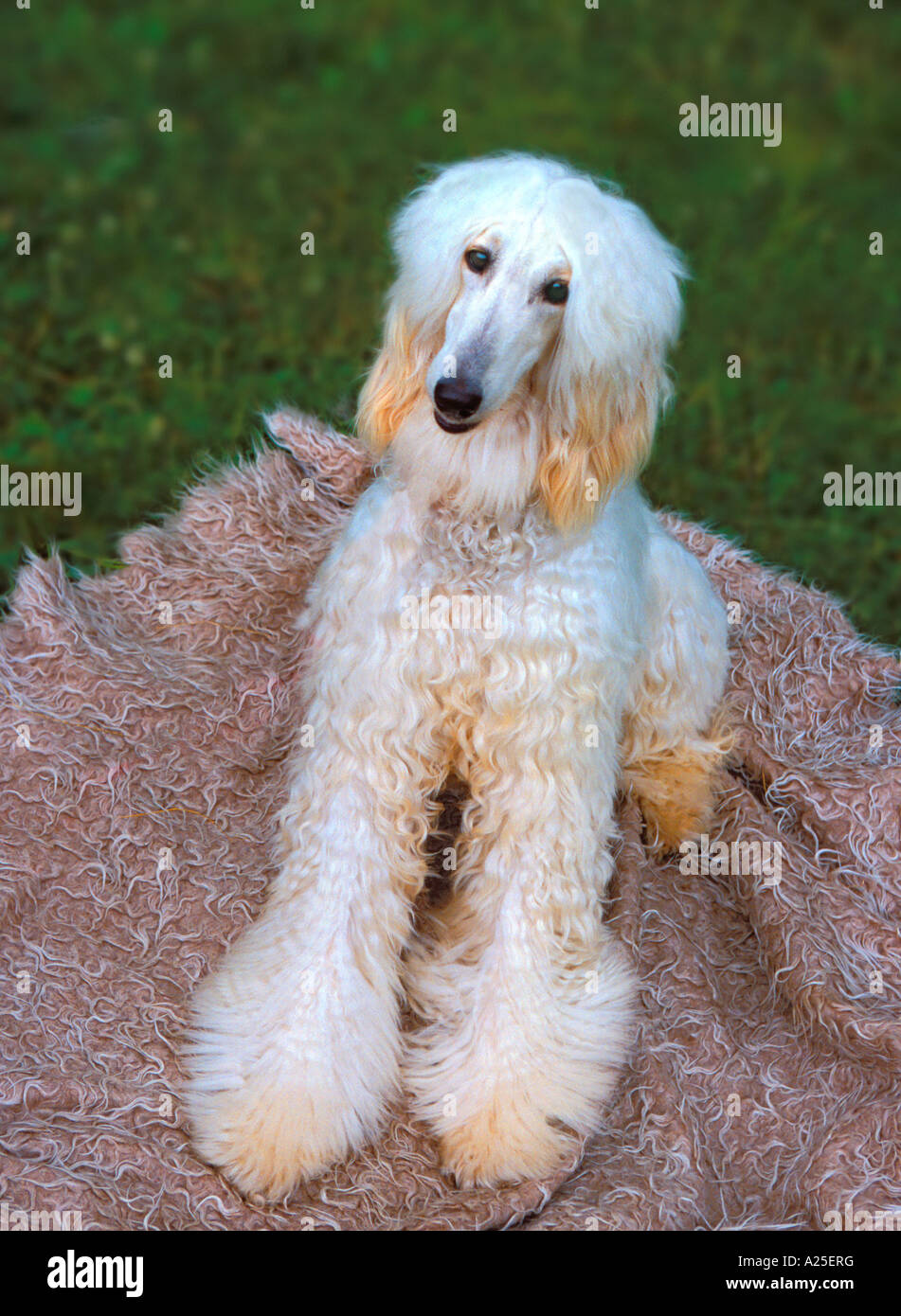 Afghanischer Windhund-Hund liegend auf Decke Stockfotografie - Alamy