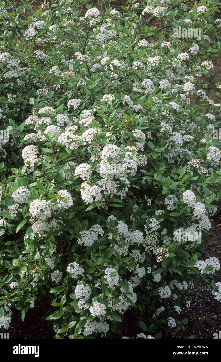 Viburnum X burkwoodii, weißen duftenden Blüten, Frühling, Gartenpflanze, Gartenbau Viburnums Stockfoto