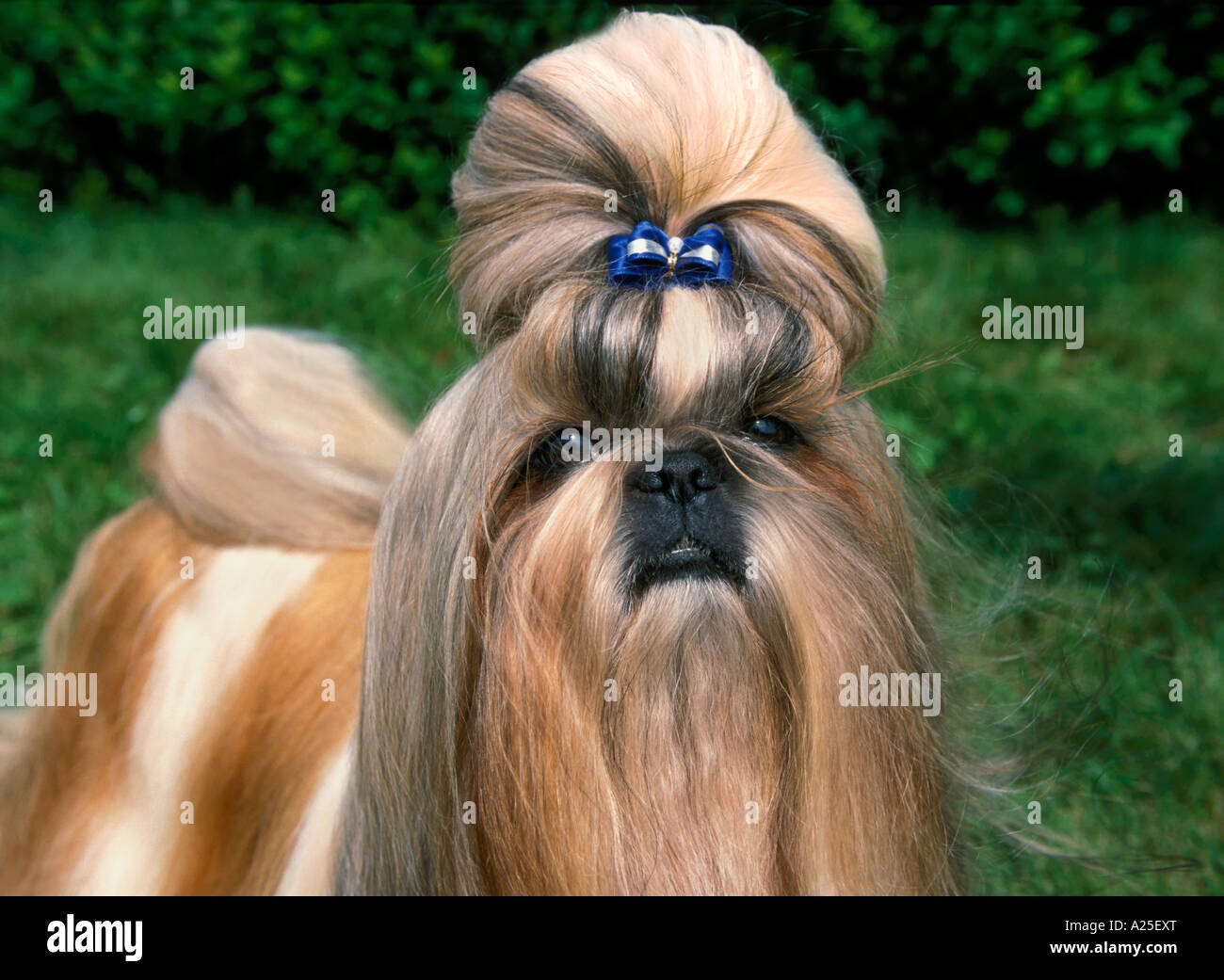 Shih Tsu Hund portrait Stockfoto