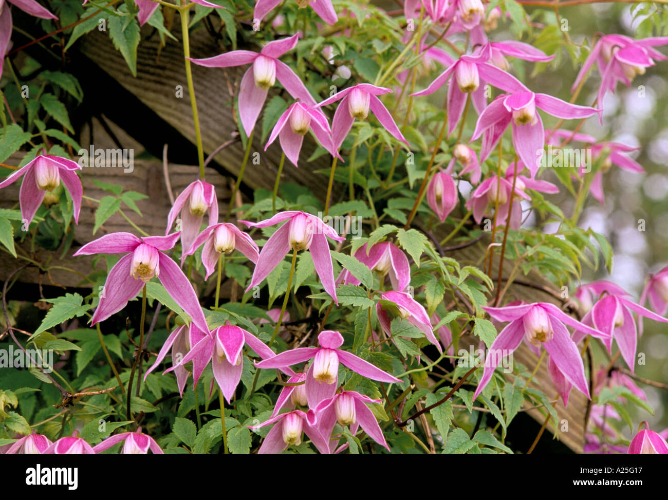 Clematis-Willy Stockfoto