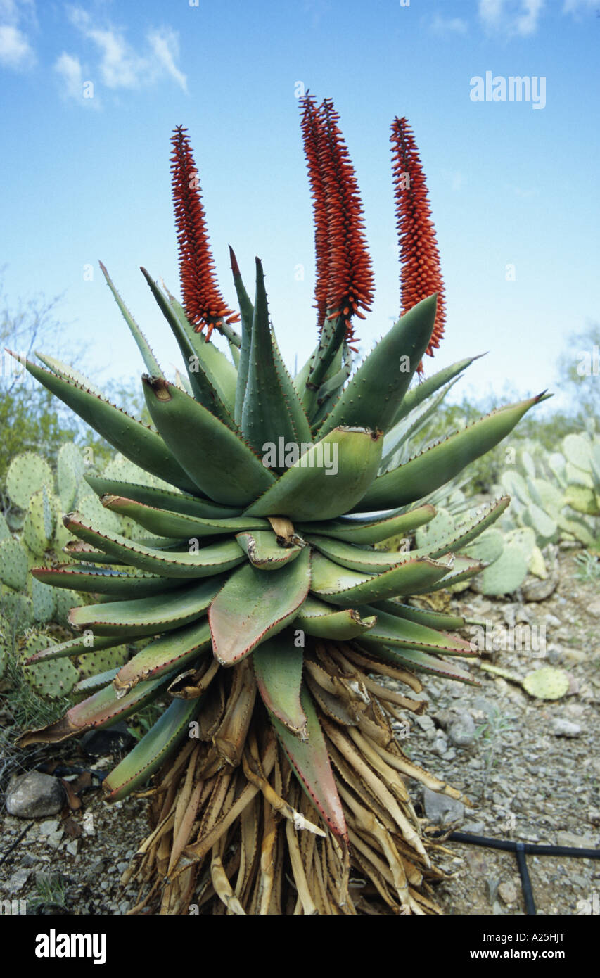 Kap-Aloe (Aloe Ferox), blühende Pflanze, Phoenix, Arizona, USA und Boyce Thompson Arboretum Stockfoto