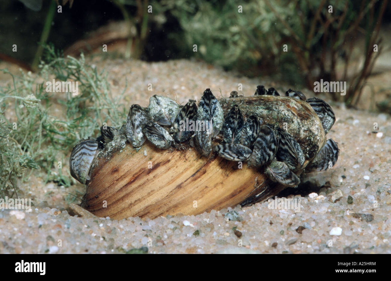 Dreikantmuschel (Dreissena Polymorpha), besiedeln eine Unio Pictorum, Deutschland, Bayern, Chiemsee Stockfoto