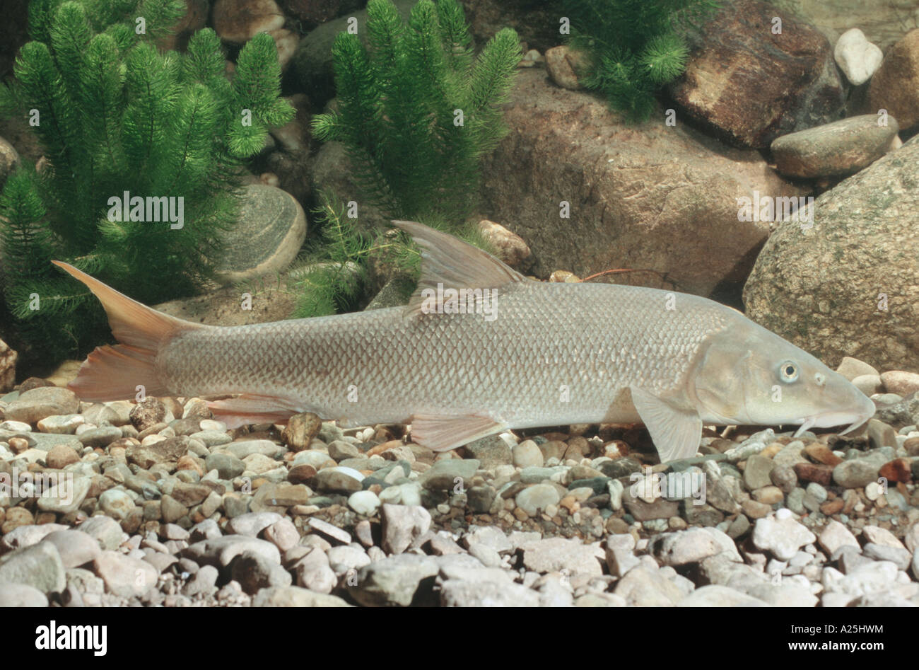 Barben (Barbus Barbus), 60 cm lange über Kiesel, Deutschland, Bayern, Danube Stockfoto