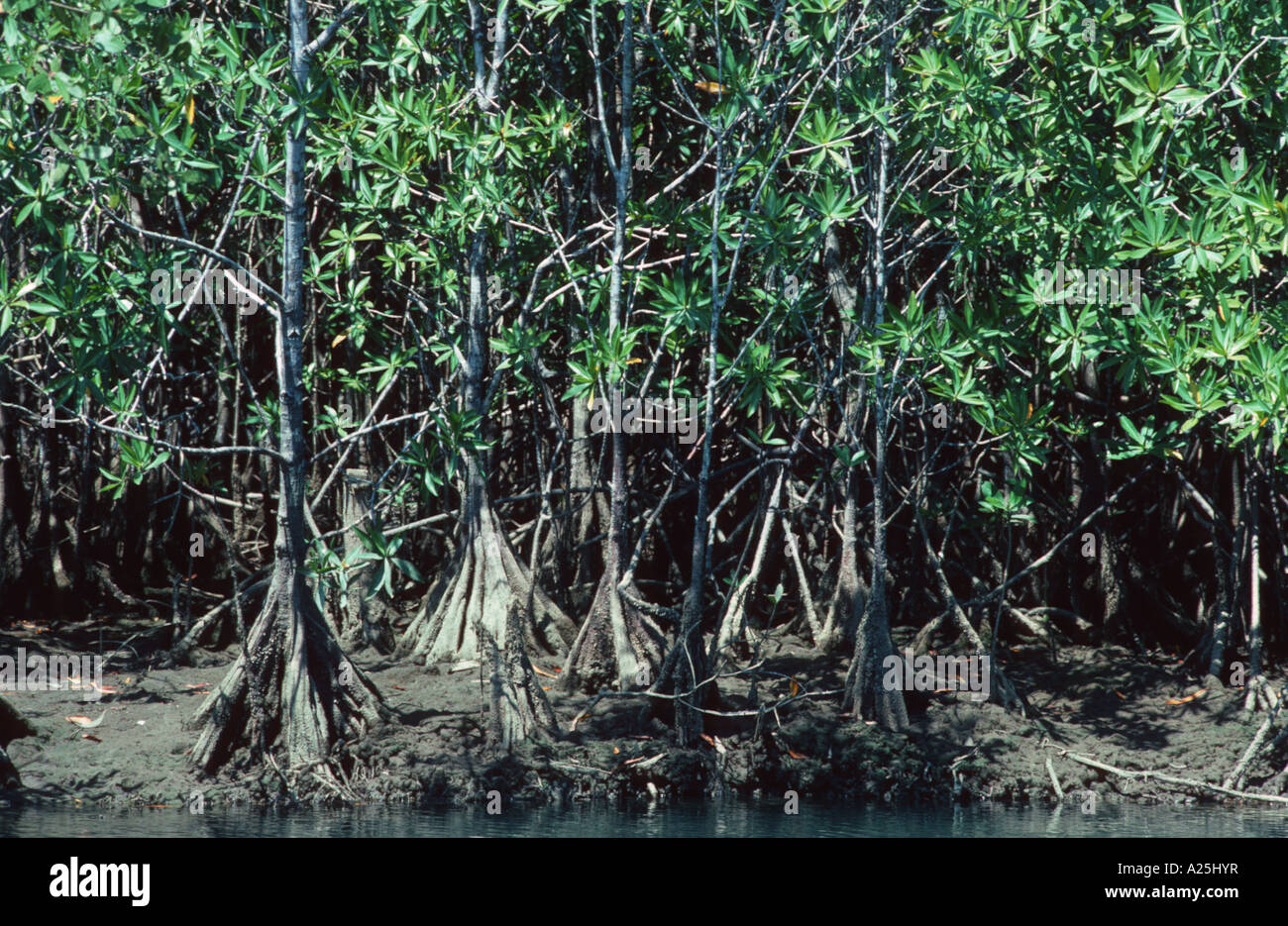 Tee mangrove -Fotos und -Bildmaterial in hoher Auflösung – Alamy