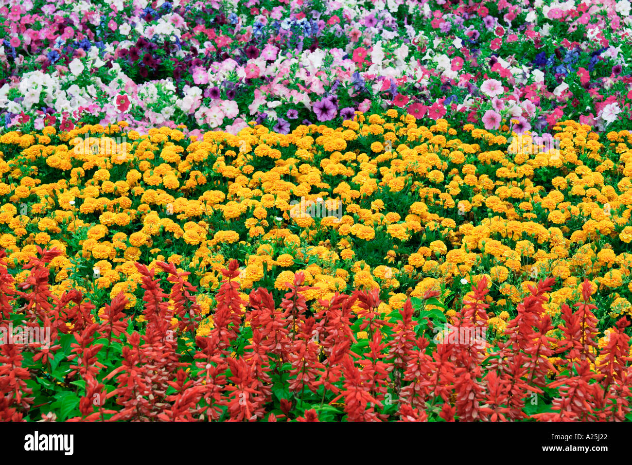 Bereich der Ringelblumen und andere gemischte Blumen Stockfoto