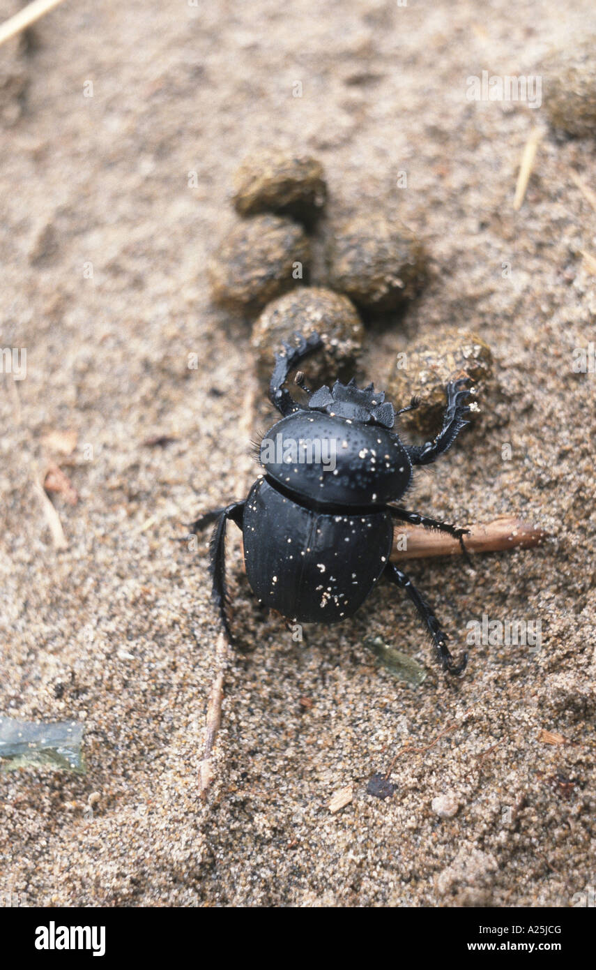 Skarabäus-Käfer, Ballen Skarabäus (Scarabaeus Sacer), mit Kot Stockfoto