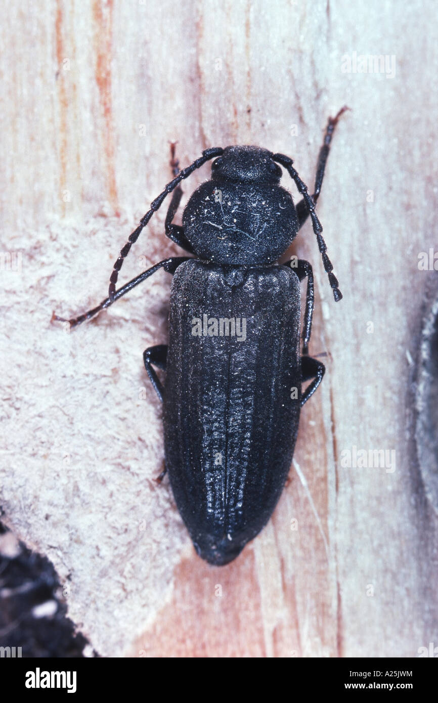 Kiefer-Sawyer-Käfer (Monochamus Galloprovincialis), imago Stockfoto