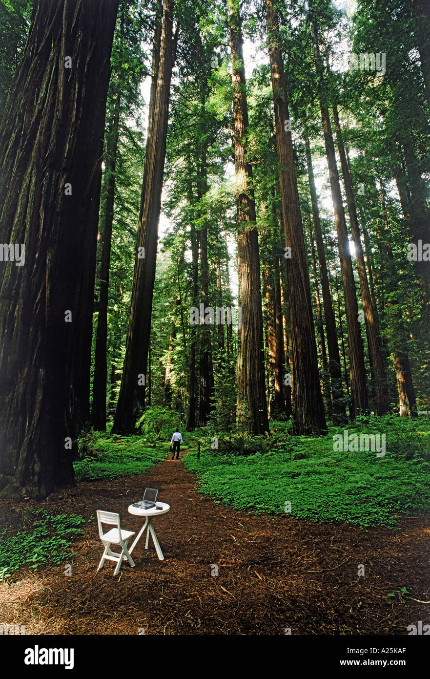 Geschäftsmann im Redwood National Park mit Laptop und Handy auf Tisch Stockfoto