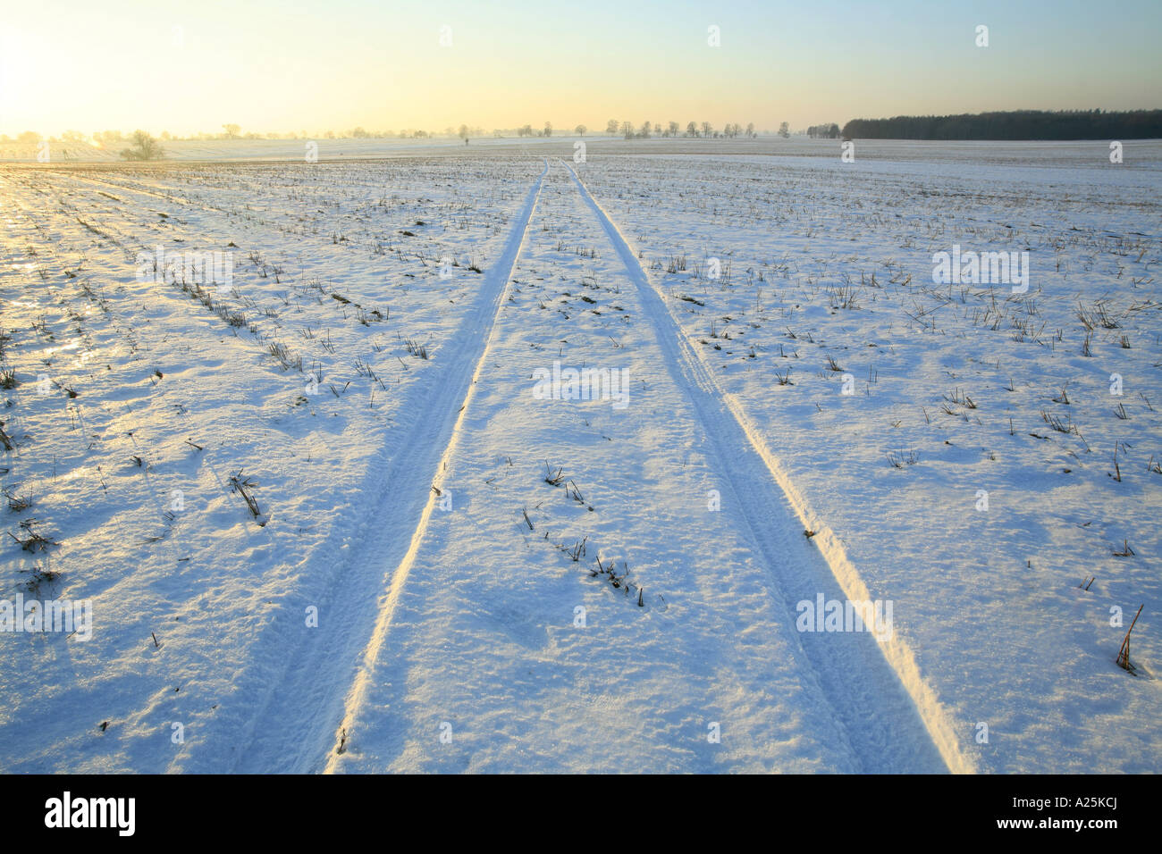 Tracks auf eine überdachte Schneefeld, Deutschland, Brandenburg, Gransee Stockfoto