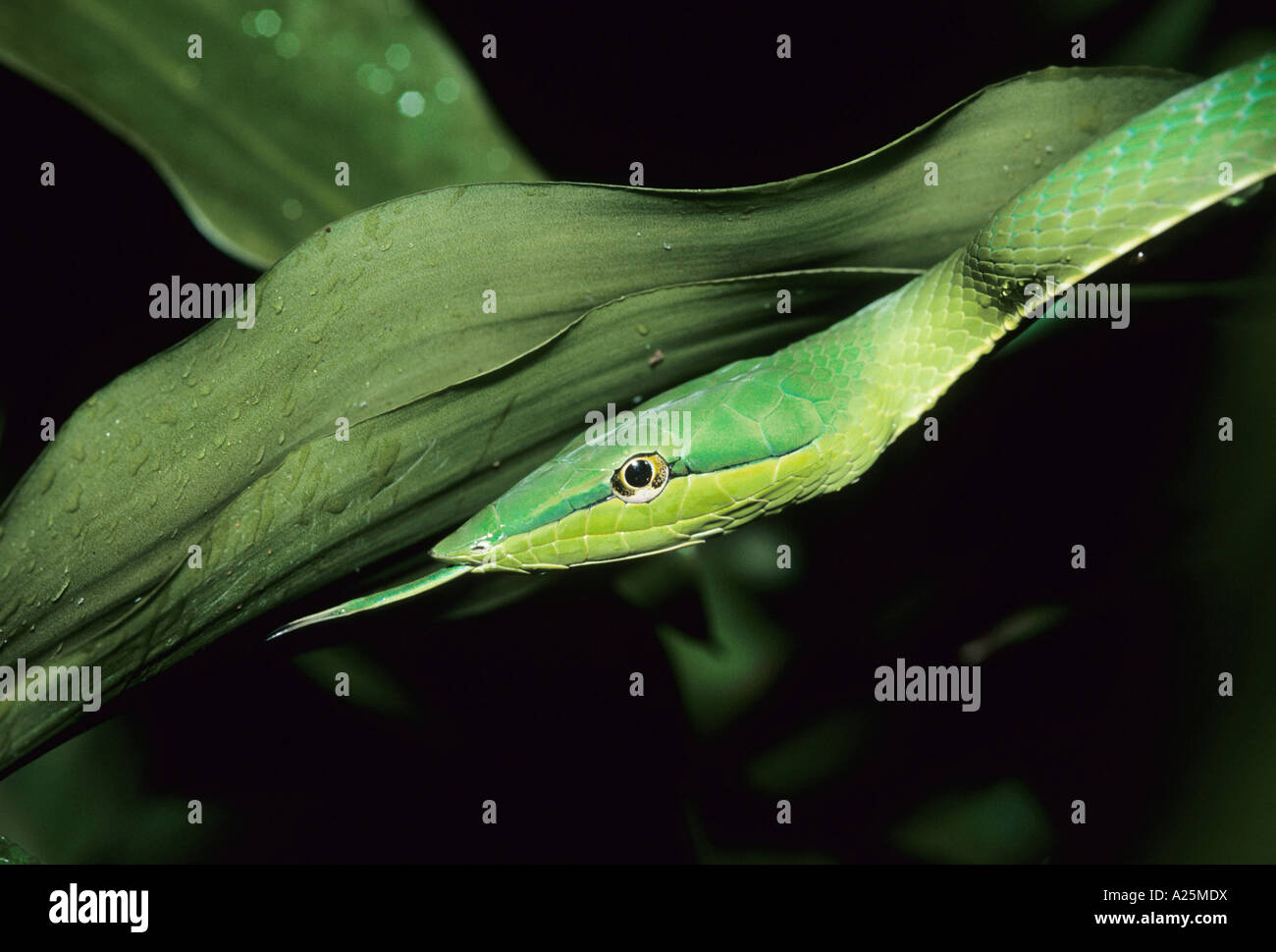 Rebe Schlange (Oxybelis spec.), vor Blatt, Costa Rica, NP Braulio Carillo Stockfoto