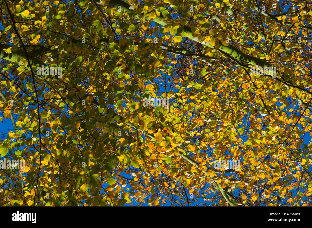 Bäume; Blätter; Herbst; fallen; Farben; Wald; England; Vereinigtes Königreich; Natur; Blatt; hautnah; abstrakten Detail; -Konzept; verschwommen; Zeitmessung Stockfoto