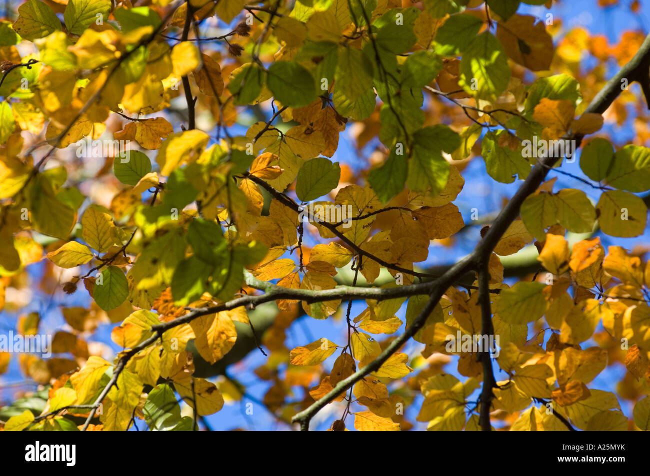Bäume; Blätter; Herbst; fallen; Farben; Wald; England; Vereinigtes Königreich; Natur; Blatt; hautnah; abstrakten Detail; -Konzept; verschwommen; Zeitmessung Stockfoto