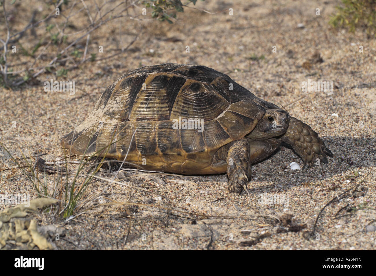 Sporn-thighed Tortoise, einziges Tier im mediterranen Sporn-thighed Tortoise, gemeinsame Schildkröte, Griechische Schildkröte (Testudo Graeca) Stockfoto