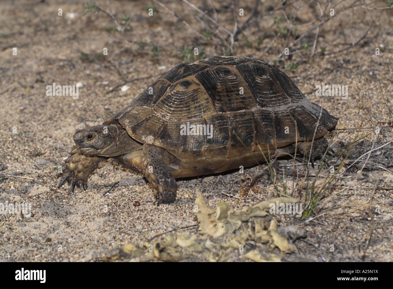 Sporn-thighed Tortoise, mediterrane Sporn-thighed Tortoise, gemeinsame Schildkröte, Griechische Schildkröte (Testudo Graeca), männliches Tier im th Stockfoto