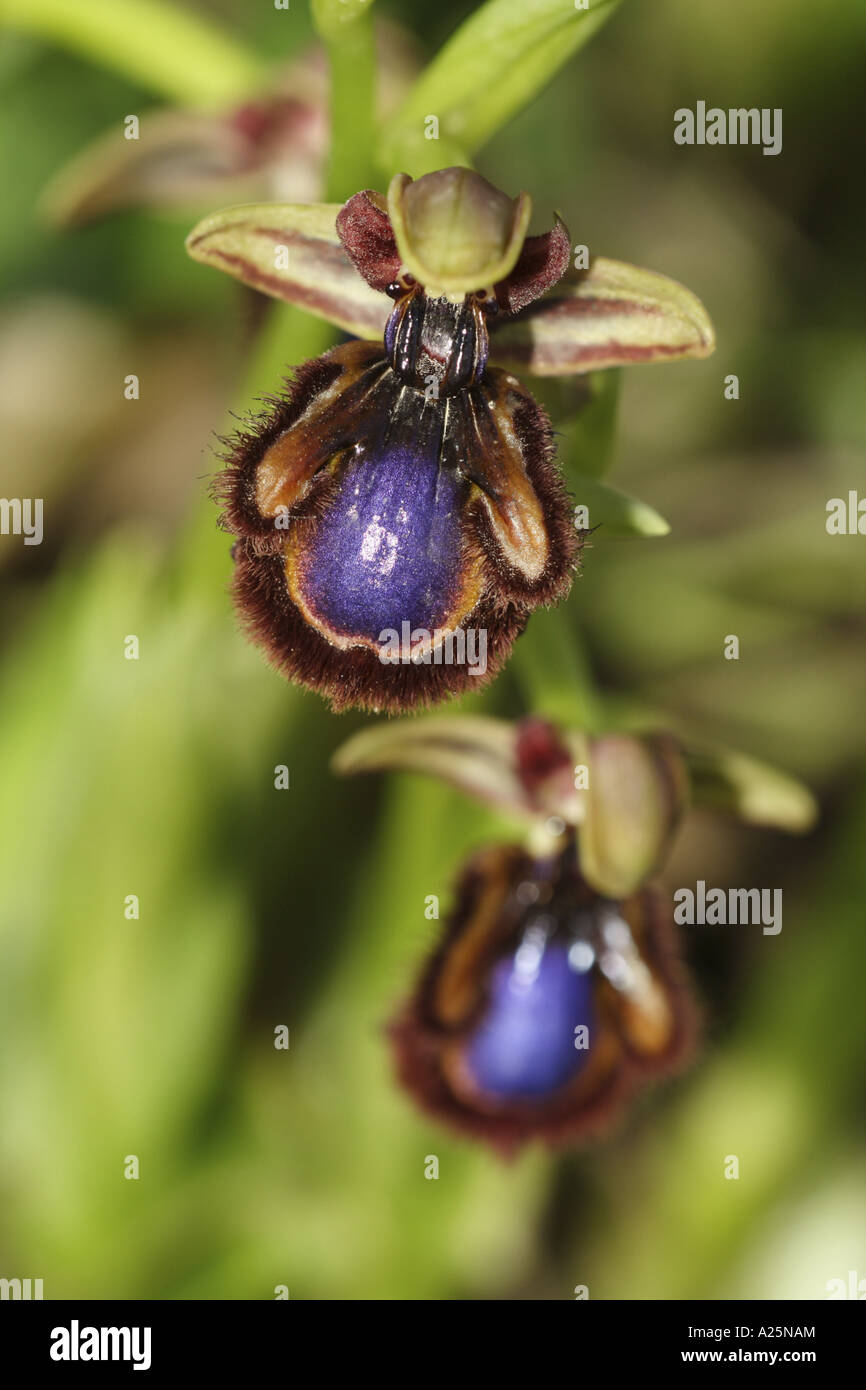 Lackierte Ophrys Ophrys Vernixia Stockfotos und bilder Kaufen Alamy