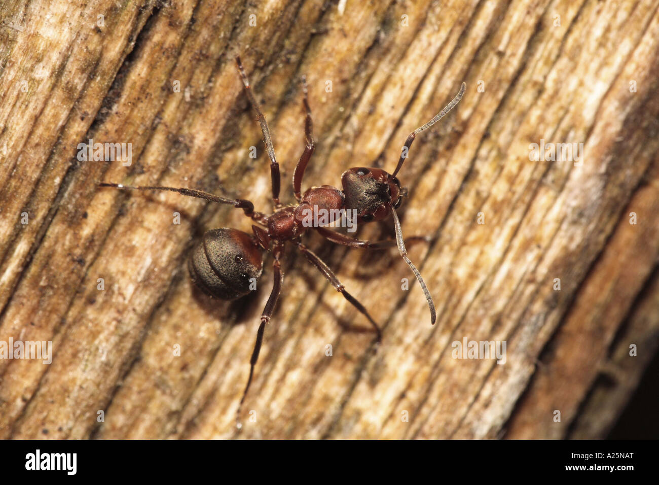Waldameise (Formica Rufa), auf abgestorbenem Holz, Deutschland, Bayern Stockfoto