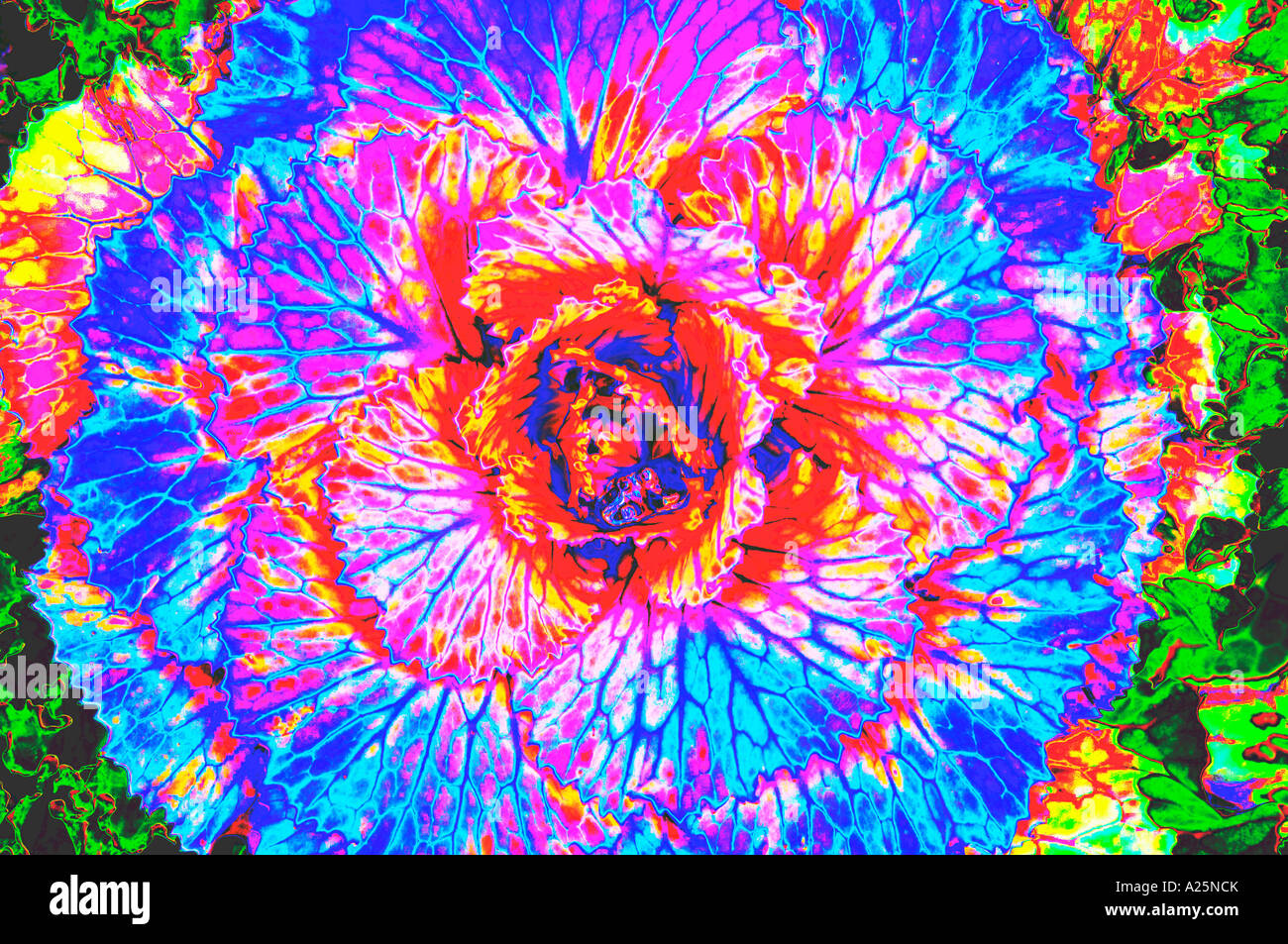Kohl Blume künstlerische Abbildung Grafikfilter Spezialeffekt Konzept Natur recht abstrakt verschiedene Detail hautnah Stockfoto