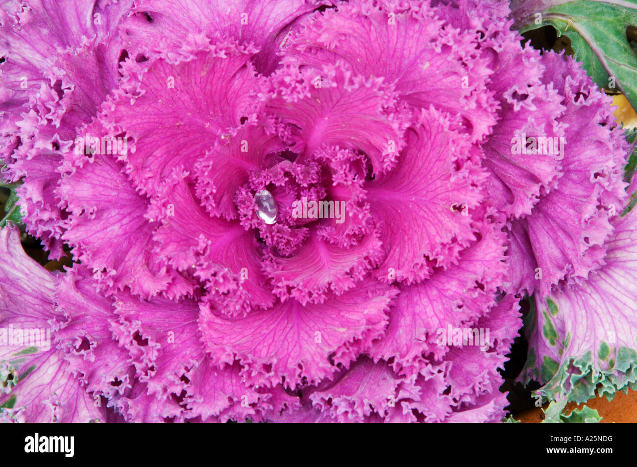 Kohl Blume künstlerische Abbildung Grafikfilter Spezialeffekt Konzept Natur recht abstrakt verschiedene Detail hautnah Stockfoto