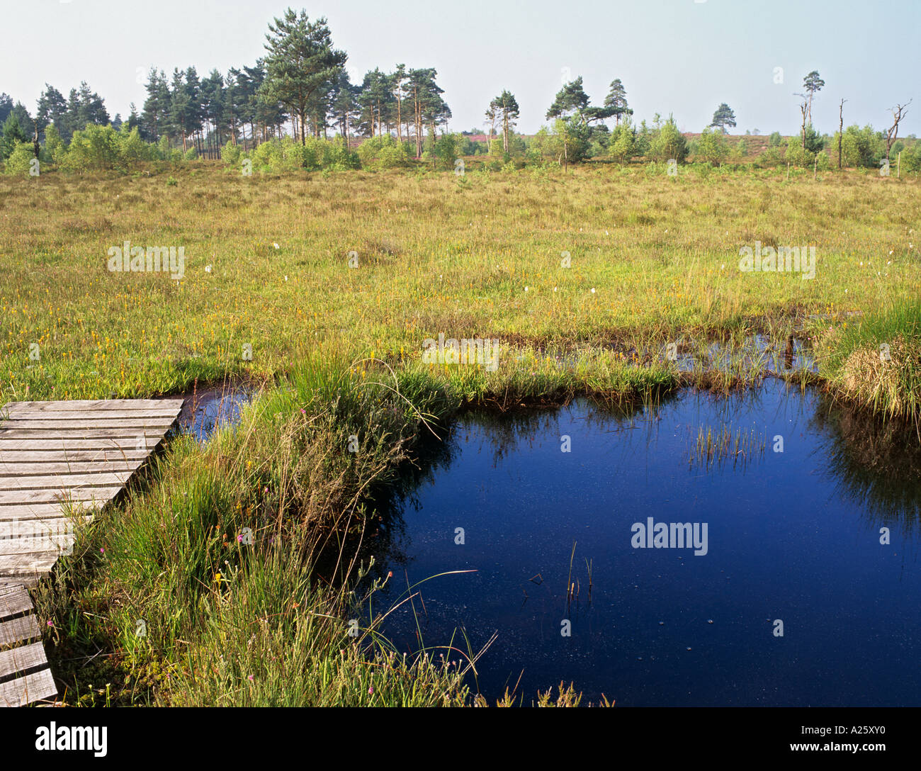 Tiefland Säure Moor und Boardwalk am Thursley gemeinsame nationale Natur-Reserve.  Elstead Surrey England UK Stockfoto