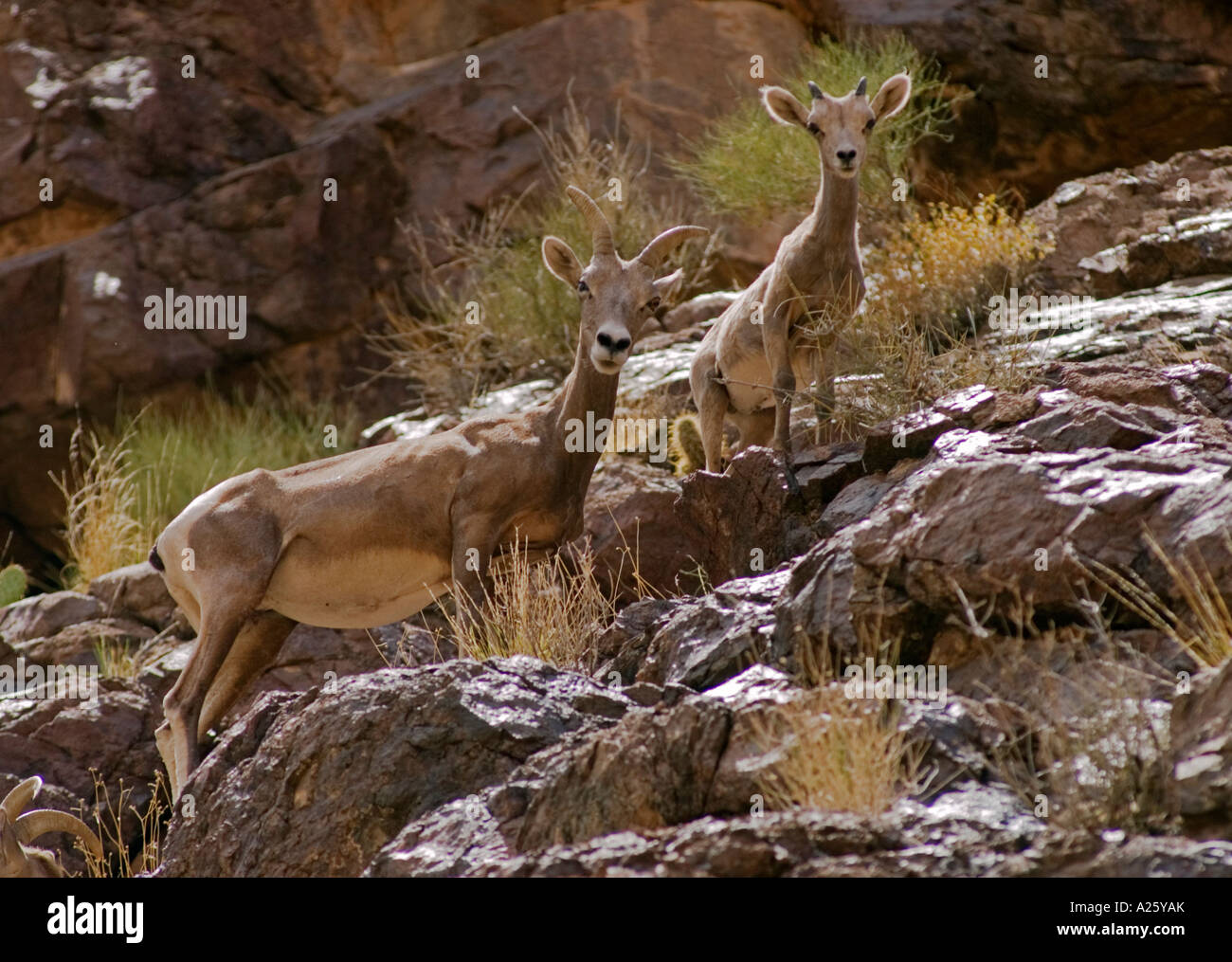 Eine Mutter Wüste BIG HORN SHEEP Ovis Canadensis mit ihrem Baby an Meile 95 GRAND CANYON ARIZONA Stockfoto