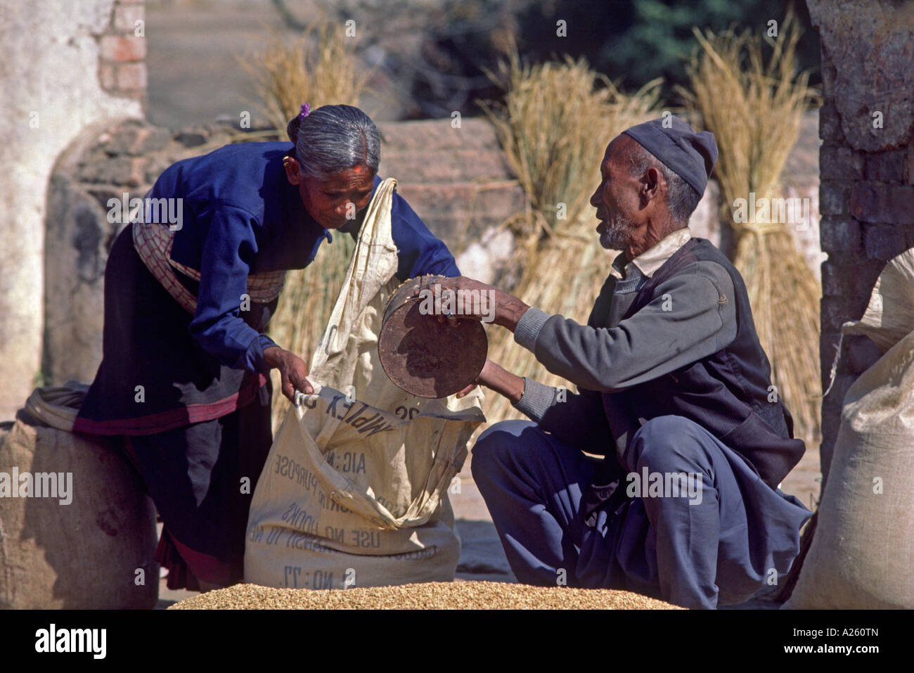 Reis die Hauptstütze der Nepali-Diät wird in einem offenen Innenhof BHAKTAPUR NEPAL getrocknet Stockfoto