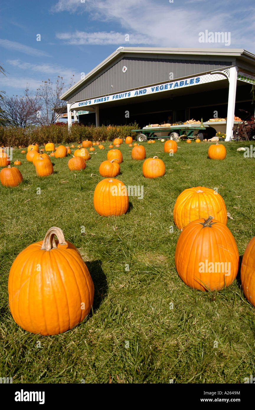 Herbst Herbst Kürbis zeigen vor allem Verwendung für Halloween-Kunst Stockfoto