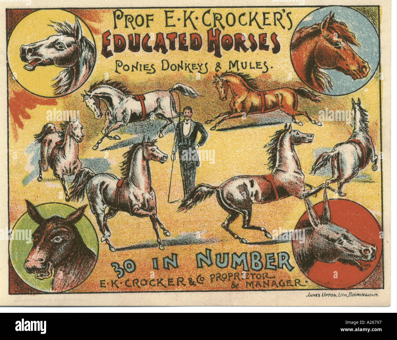 Professor Crocker ausgebildete Pferde Werbung um 1890 Stockfoto