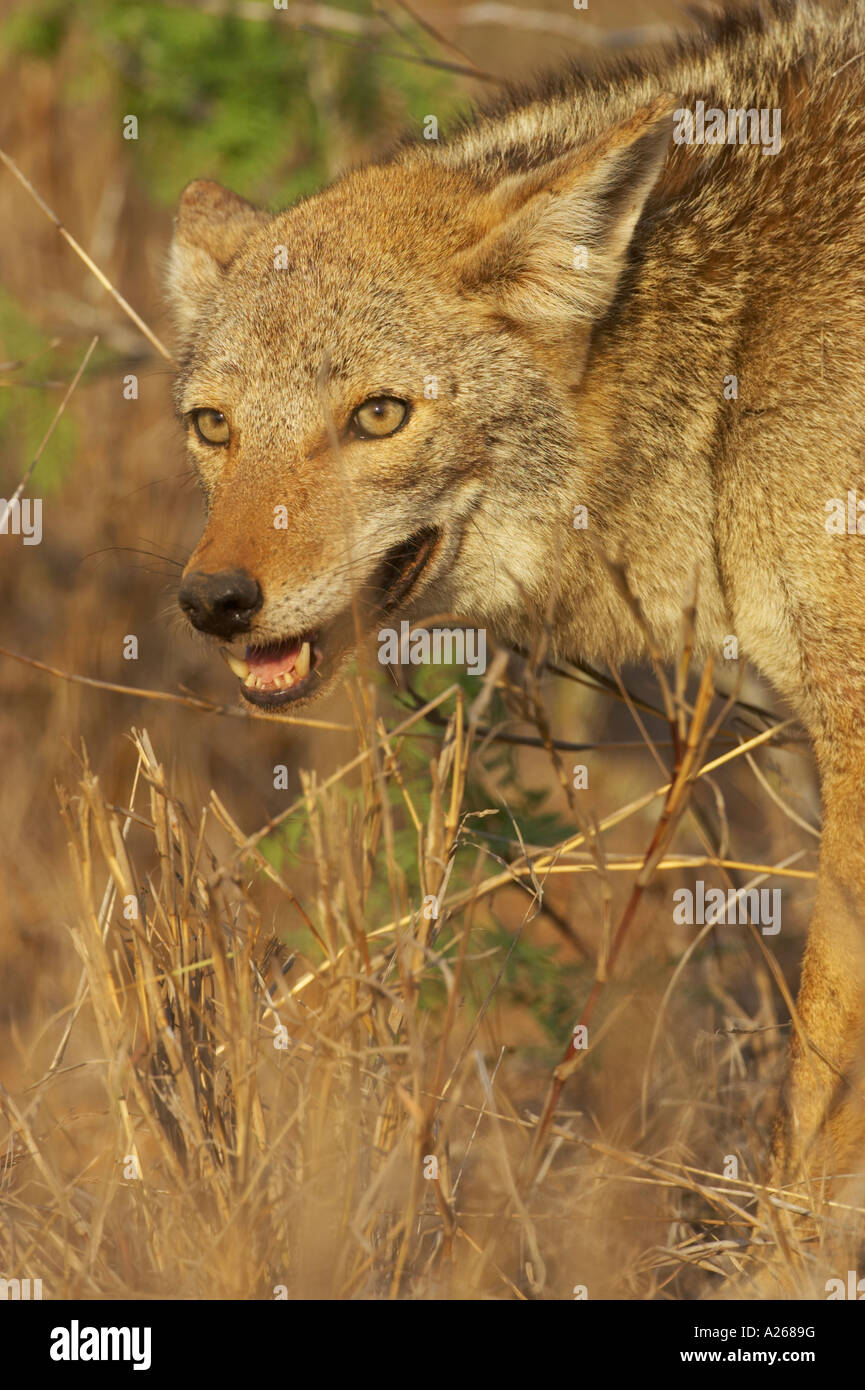 Der Kojote, Canis Latrans, ist hauptsächlich nachtaktiv, aber wird gelegentlich im Laufe des Tages zu jagen, es sei denn, bedroht. Stockfoto