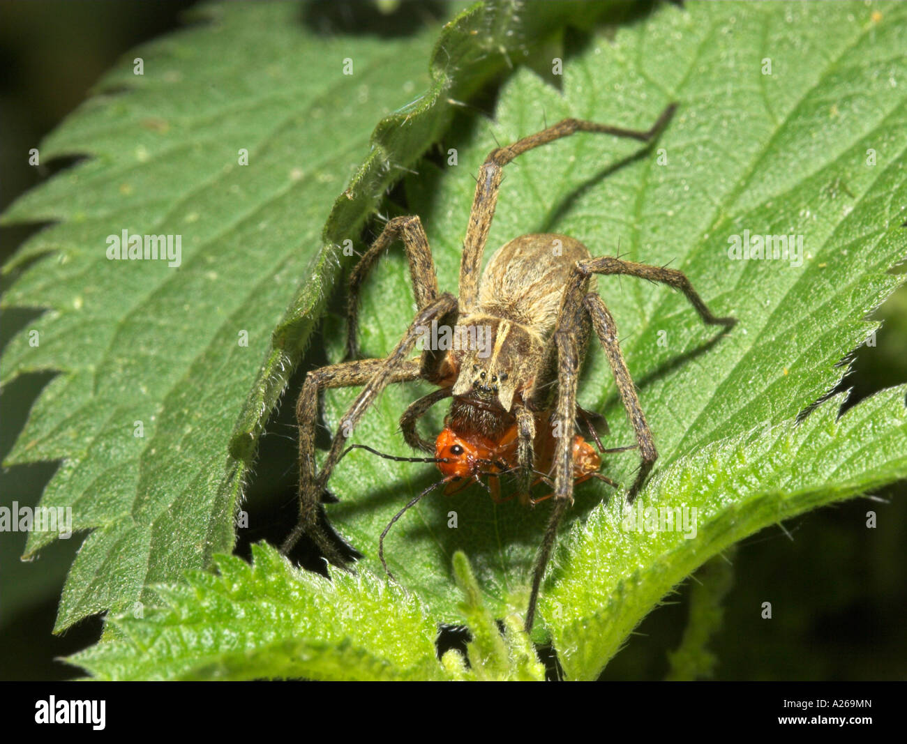 "Wolfsspinne" und Soldat Beetle Beute Stockfoto