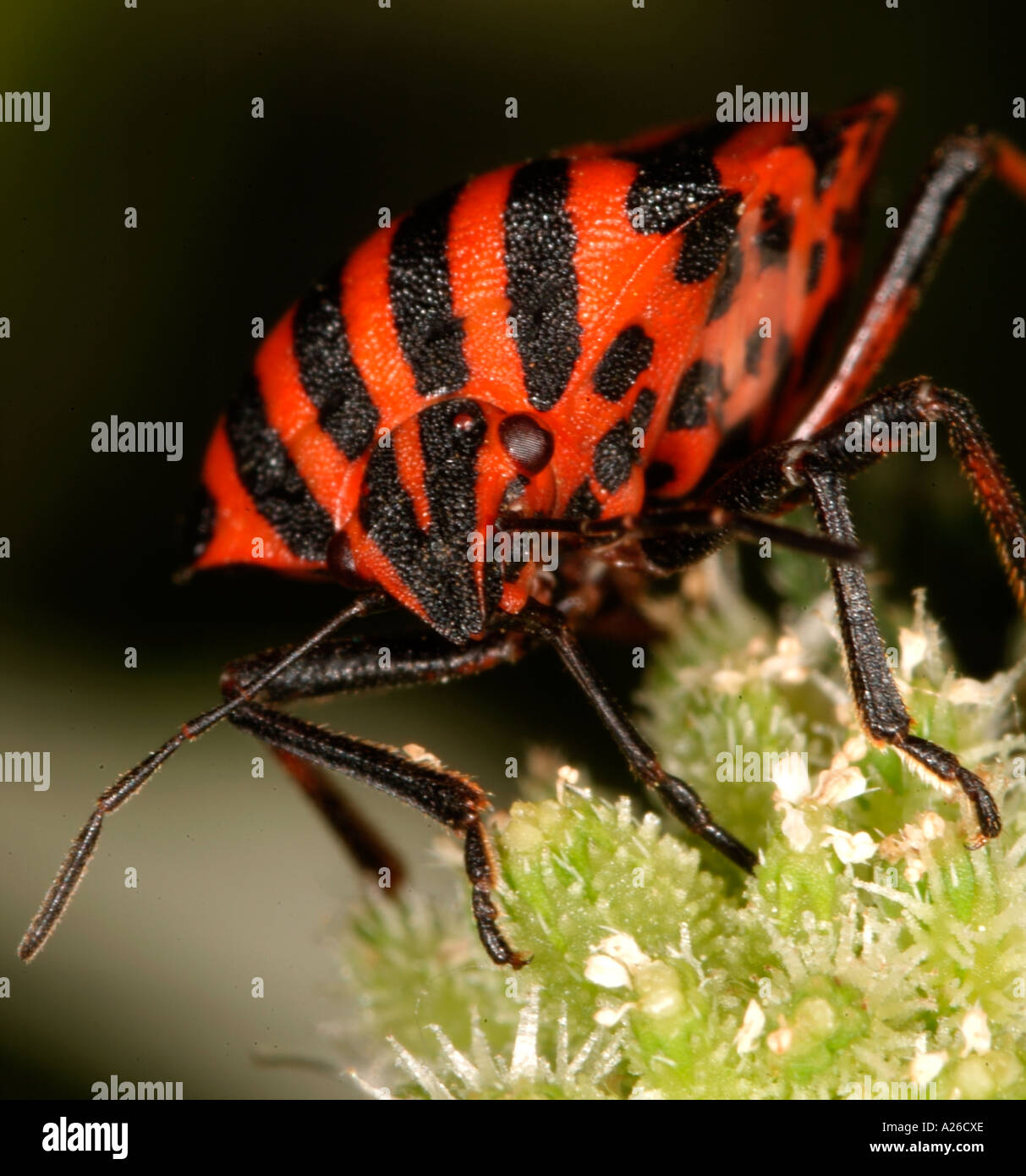 Schild oder Minstral Bug Graphosoma unsere Nahaufnahme von Kopf Augen Provence Frankreich Stockfoto