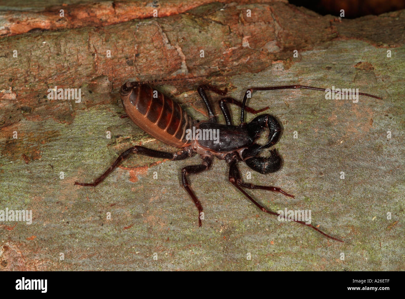 Vinegaroon Mastigoproctus Gigantaus Texas Peitsche Scorpion emittiert ein Ameisensäure aus Drüsen am Bauch die nach Essig riecht Stockfoto