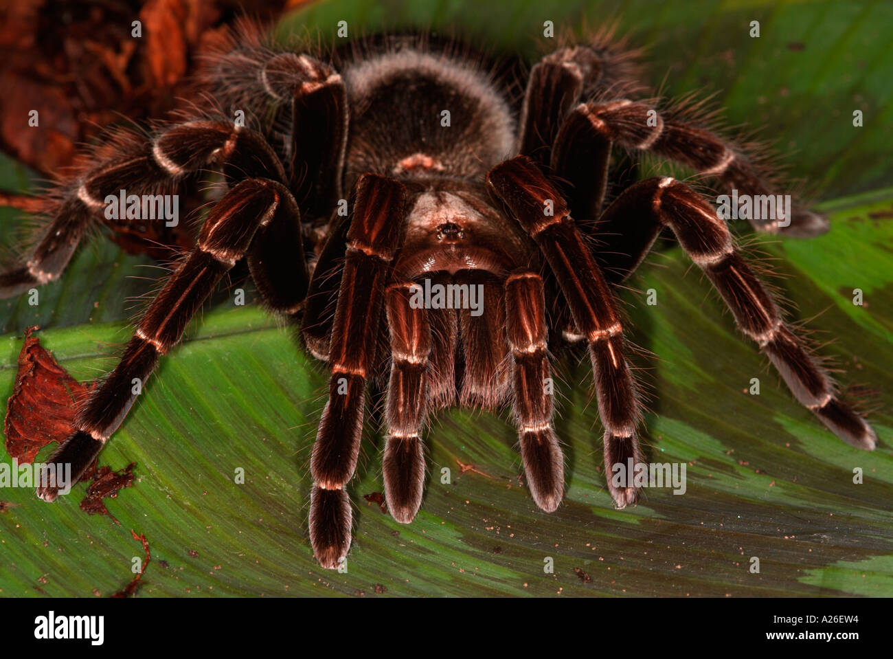 Tarantula Spinne San Sebastian rosa Vogel Essen Pamphobeteus Platyomma Brasilien Südamerika Stockfoto