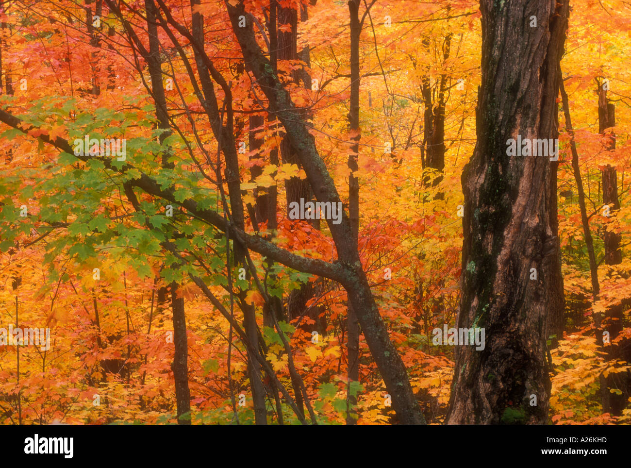 Laubwald in Spitzenzeiten Herbstfärbung, Webbwood, Ontario, Kanada Stockfoto